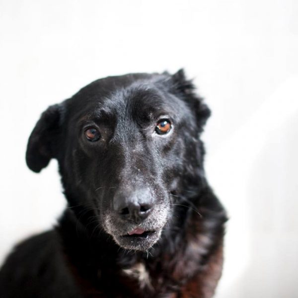 Ein schwarzer Hund schaut sehnsüchtig in die Kamera