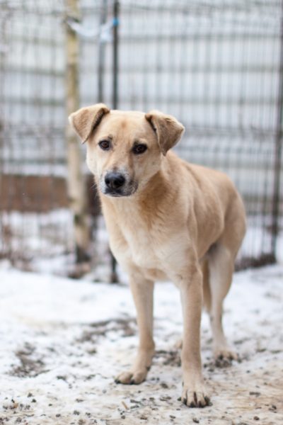 spenden-hilfe-tiere-hunderettung-europa