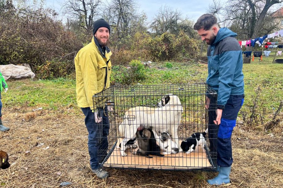 state-tierschutz-rumaenien-hunderettung-europa