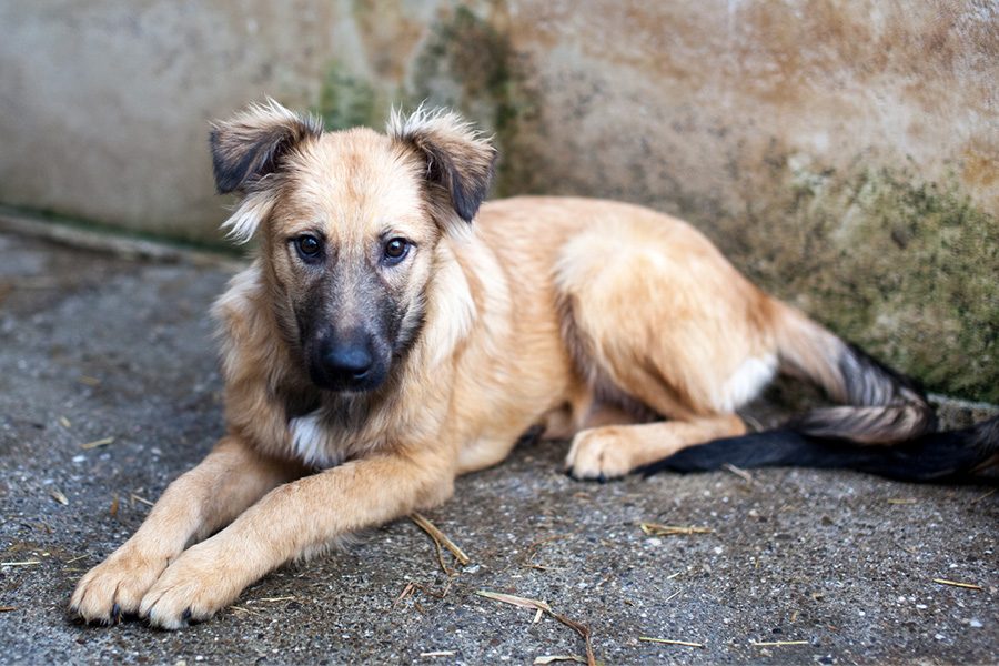 Otsoa als Welpe liegt in ihrem Shelter