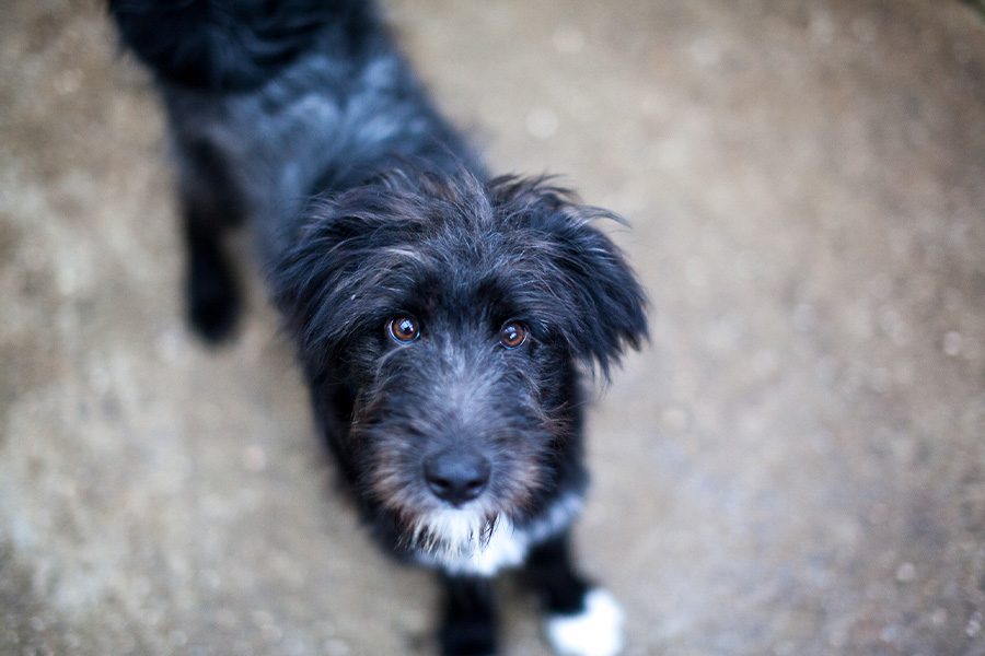 Poseidon schaut hoch in die Kamera