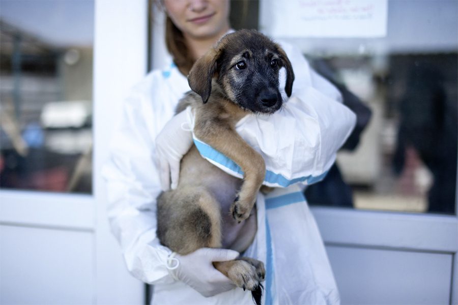 Scone als Welpe auf dem Arm der Tierschützerin