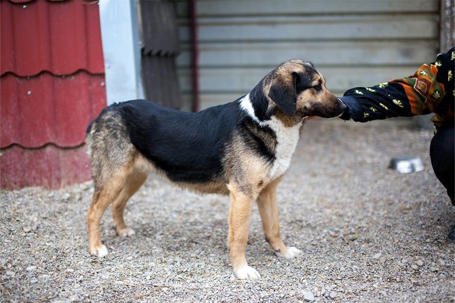 strassenhund-aus-rumaenien-tinka-hunderettung-europa