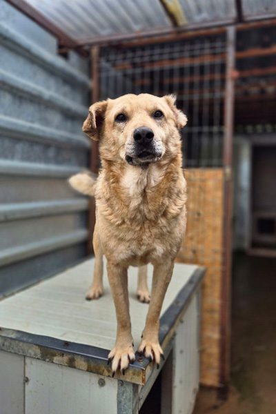 Hund mit beigem Fell steht in seinem Zwinger und schaut in die Kamera.