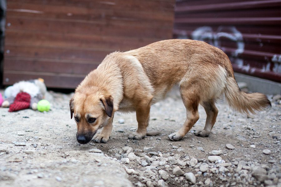 Vicky auf der Straße