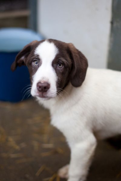 Hund mit braun-weißem Kopf schaut in die Kamera.
