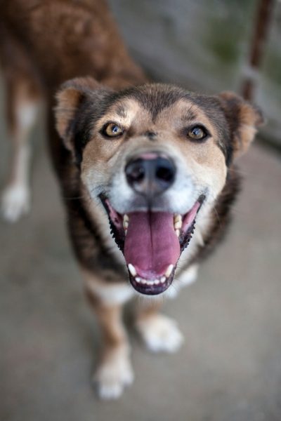 Hellbrauner Hund schaut freudig in die Kamera.
