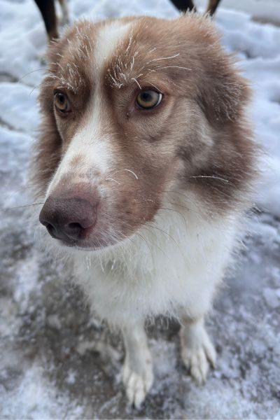 Weiß-brauner Hund schaut mit treuem Blick in die Kamera.
