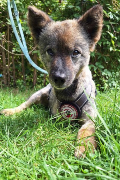 Braun-schwarzer Hund mit aufgestellten Ohren sitzt im Gras.