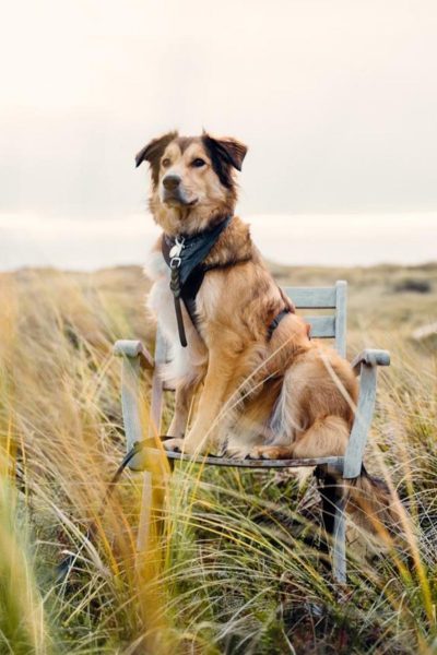 Beiger Hund sitzt auf einem Stuhl umgeben von Dünengras und schaut links an der Kamera vorbei.