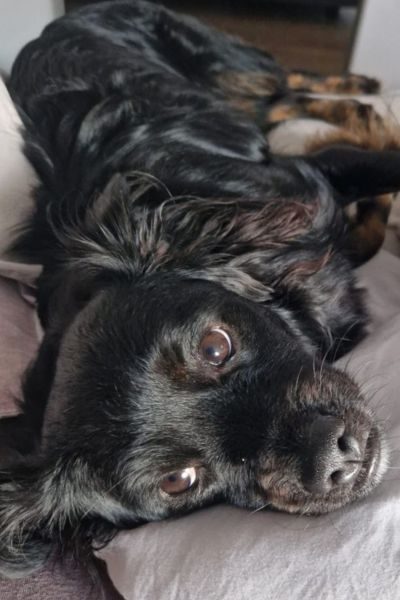 Schwarzer Rüde liegt ausgestreckt auf einer Couch und schaut mit treuem Blick.