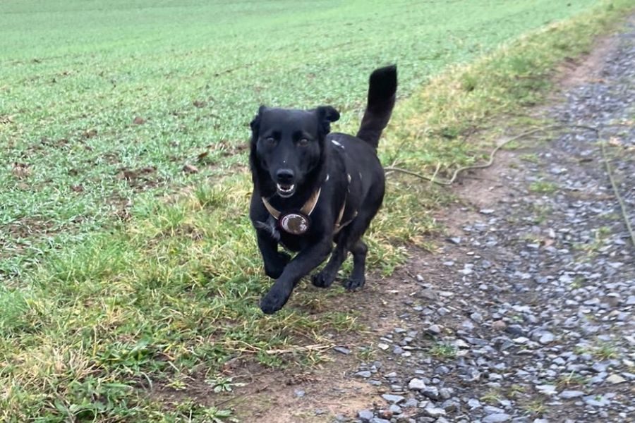 Ein Hund rennt über eine Wiese.