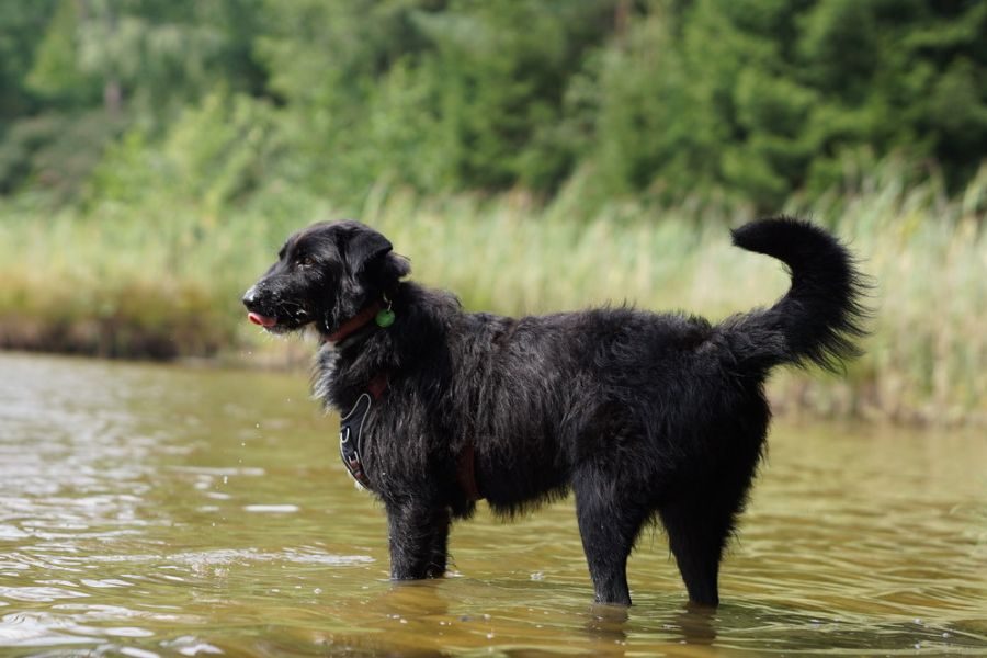 Schwarze Hündin steht im Wasser