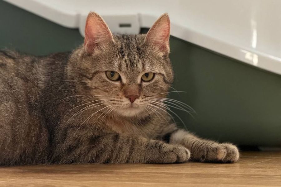 tier-adoptieren-katze-loni-hunderettung-europa