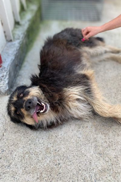 Ein Hund liegt auf dem Boden und wird gestreichelt.