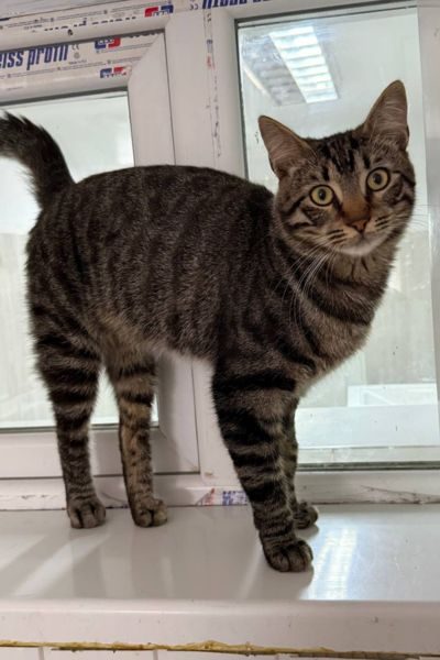 tierheim-kater-hermann-hunderettung-europa