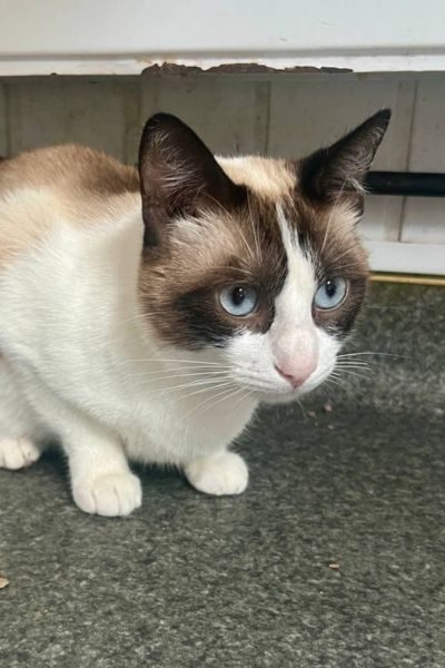tierheim-katze-barbie-hunderettung-europa