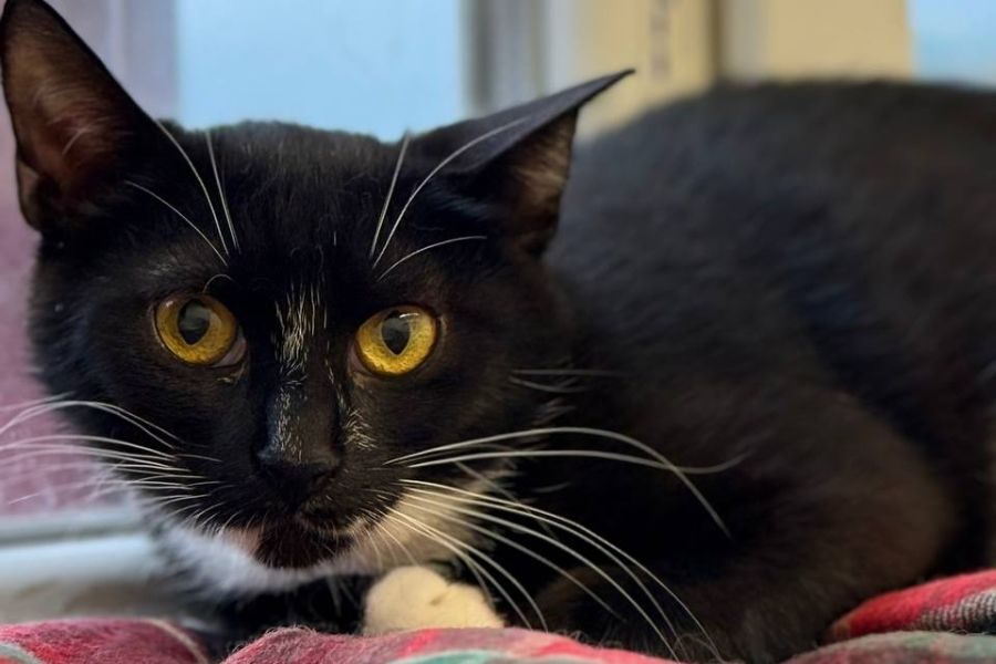 tierheim-katze-florida-hunderettung-europa