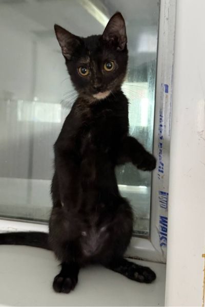 tierheim-katze-june-hunderettung-europa