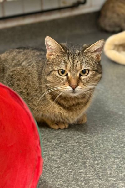 tierheim-katze-lisbeth-hunderettung-europa