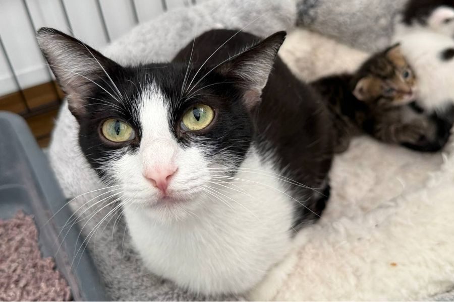 tierheim-katze-madame-hunderettung-europa