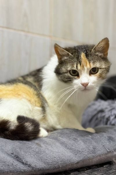 tierheim-katze-sissi-hunderettung-europa