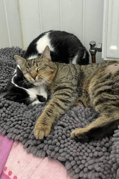 tierheim-katzen-lumi-maki-hunderettung-europa