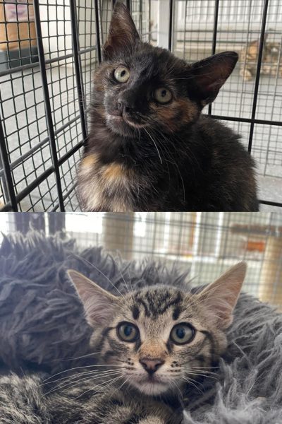 tierheim-katzen-rosie-caruso-hunderettung-europa