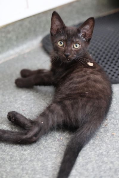 tierheim-kitten-roger-hunderettung-europa