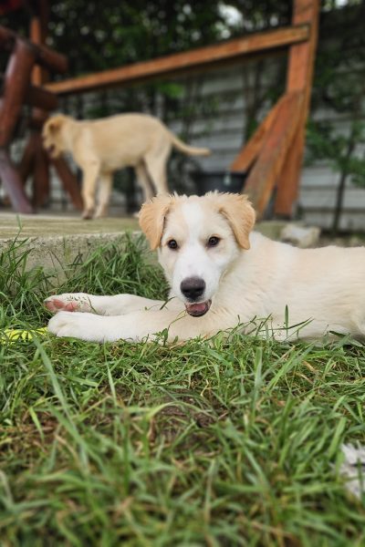 Welpe mit hellem Fell liegt auf dem Gras und schaut in die Kamera.