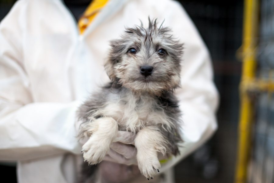 Braun, grauer Welpe wird auf dem Arm gehalten