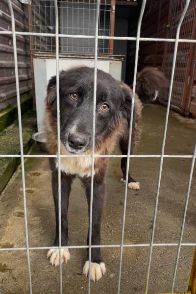 Schwarz weiße Hündin steht im Zwinger und schaut durch das Gitter