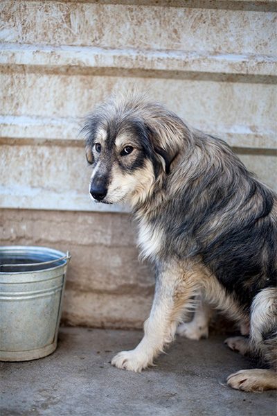 tierheimhund-aus-rumänien-lupin-hunderettung-europa
