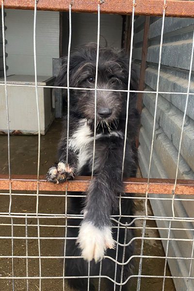 Poseidon schaut traurig durchs sheltergitter