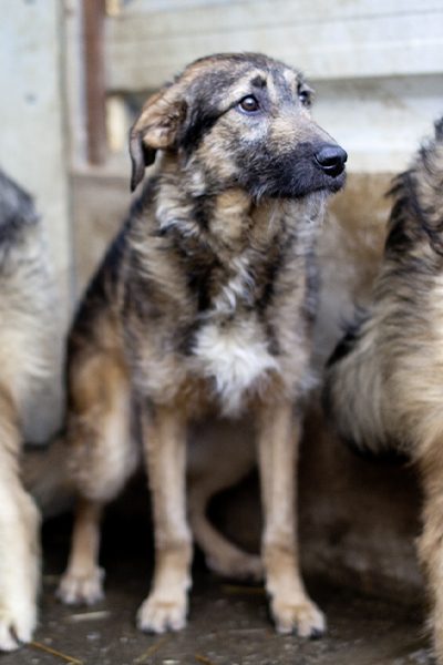 Rüde Scone als Junghund sitzt traurig in seinem Shelter neben seinen Geschwistern