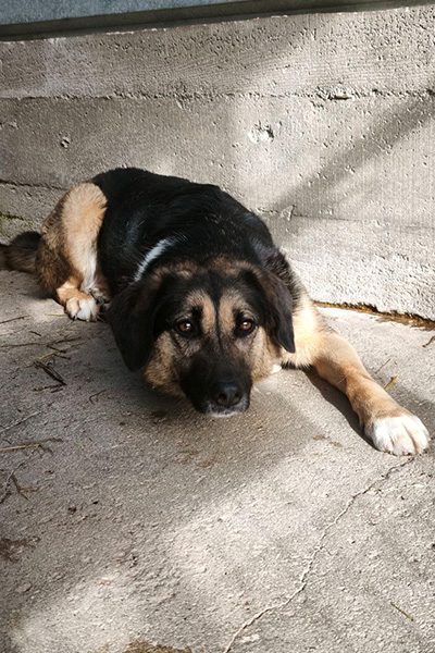 tierheimhund-aus-rumänien-tinka-hunderettung-europa