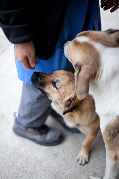 tierheimhund-aus-rumänien-vicky-hunderettung-europa