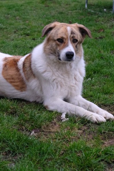 Baby liegt im Garten und schaut Richtung Kamera