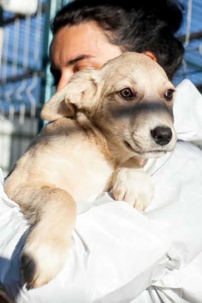 Tierschutzhund Jeremiah schaut freundlich in die Kamera und wartet darauf adoptiert zu werden