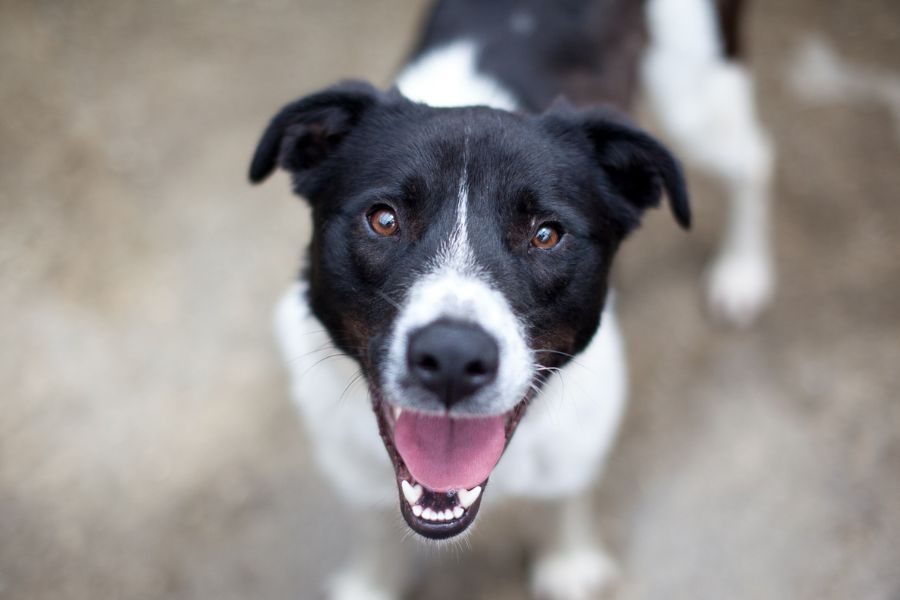 Weiß, schwarzer Hund Zeno mit Schlappohren schaut freundlich in die Kamera und wartet darauf adoptiert zu werden