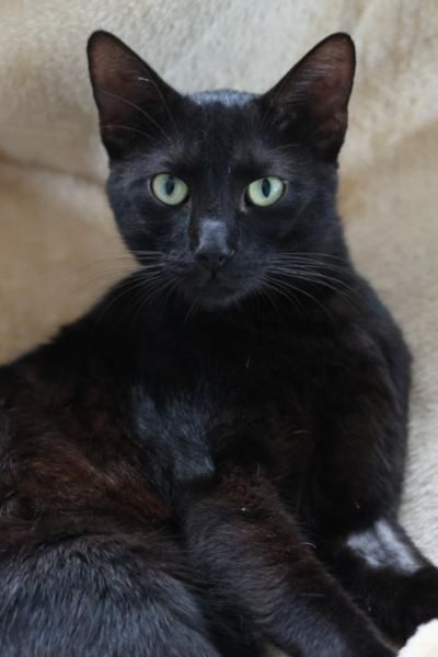 tierheimkater-freddie-hunderettung-europa