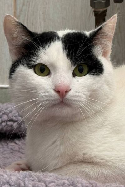 tierheimkater-john-hunderettung-europa