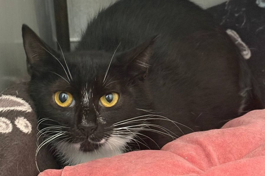 tierheimkatze-florida-hunderettung-europa