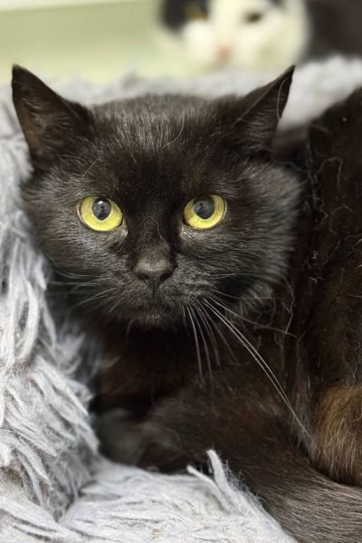tierheimkatze-liesel-hunderettung-europa