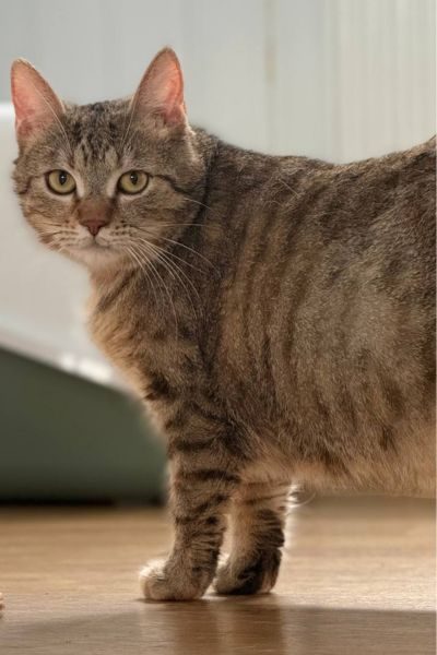 tierheimkatze-loni-hunderettung-europa