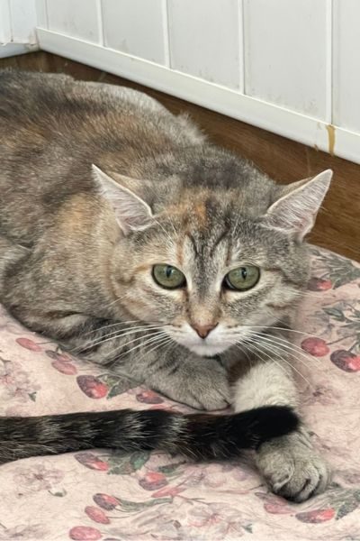 tierheimkatze-mandarine-hunderettung-europa
