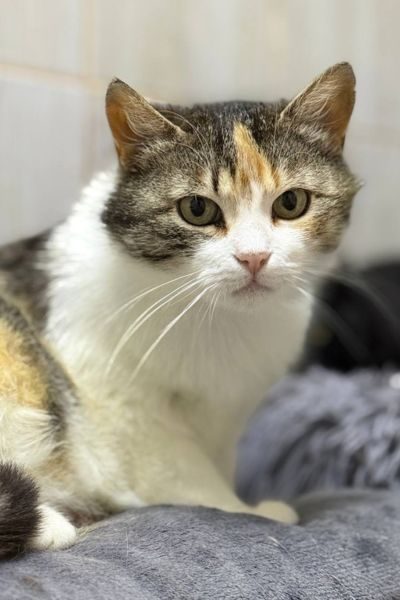tierheimkatze-sissi-hunderettung-europa