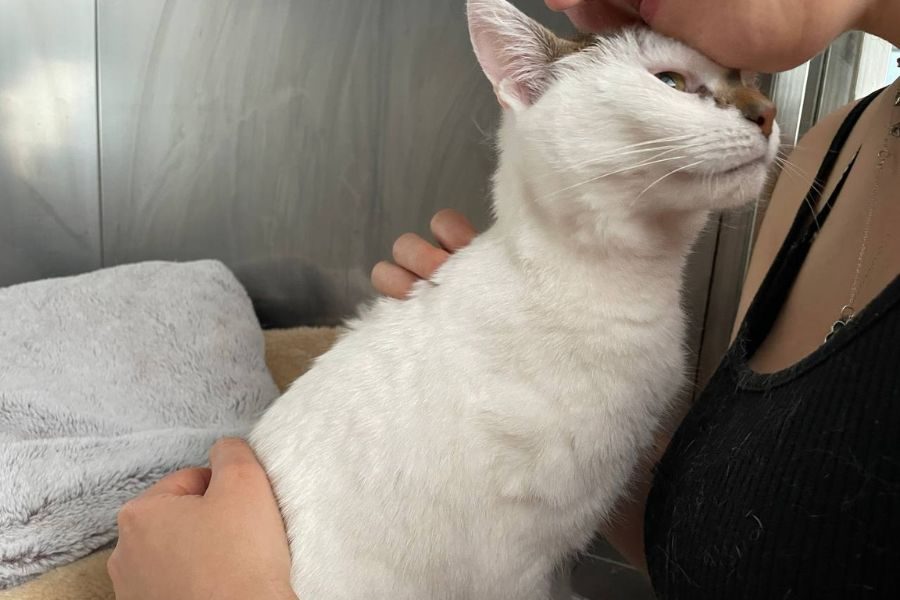 tierheimkatze-urma-hunderettung-europa