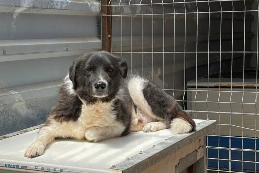 Minosch liegt auf einer Hütte und schaut in die Kamera