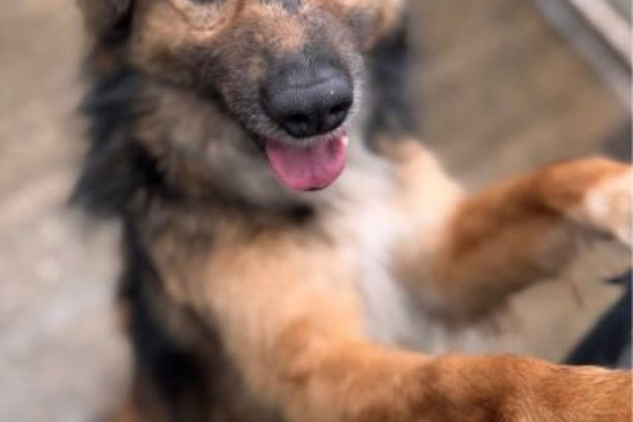 Braun, schwarzer Hund schaut in die Kamera.